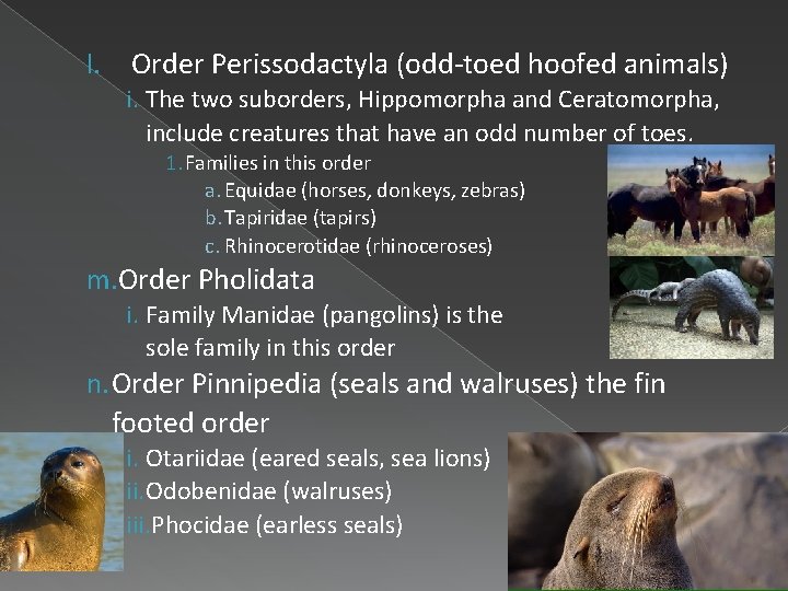 l. Order Perissodactyla (odd-toed hoofed animals) i. The two suborders, Hippomorpha and Ceratomorpha, include