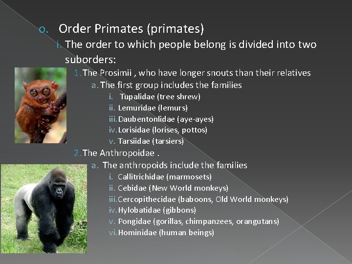 o. Order Primates (primates) i. The order to which people belong is divided into