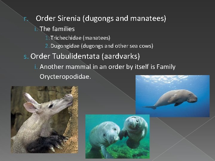 r. Order Sirenia (dugongs and manatees) i. The families 1. Trichechidae (manatees) 2. Dugongidae