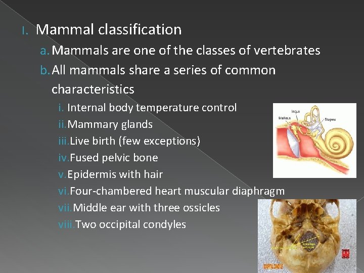 I. Mammal classification a. Mammals are one of the classes of vertebrates b. All