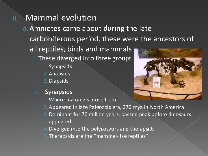 II. Mammal evolution a. Amniotes came about during the late carboniferous period, these were