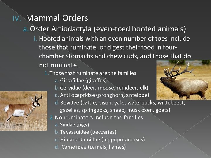 IV. Mammal Orders a. Order Artiodactyla (even-toed hoofed animals) i. Hoofed animals with an