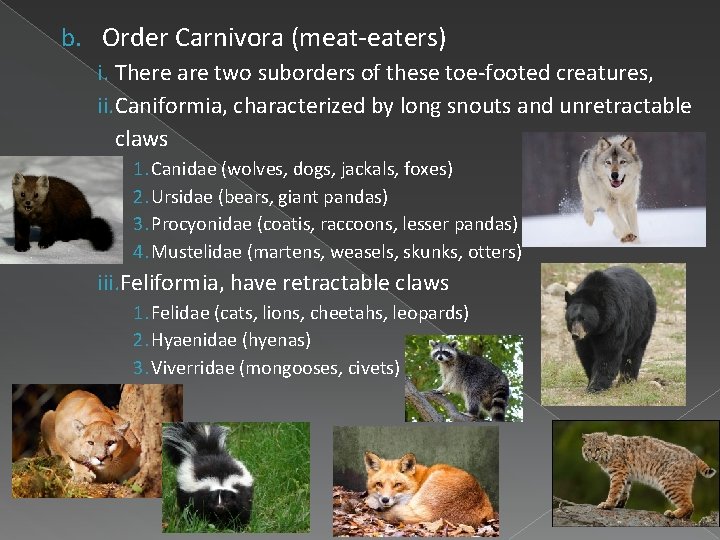 b. Order Carnivora (meat-eaters) i. There are two suborders of these toe-footed creatures, ii.
