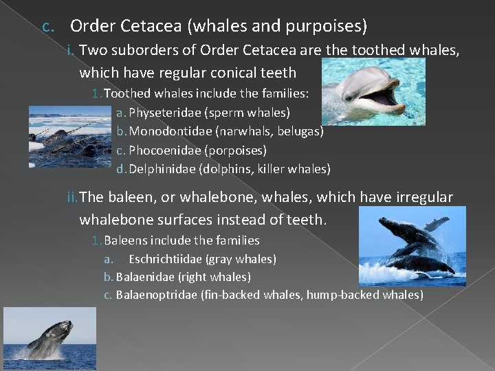 c. Order Cetacea (whales and purpoises) i. Two suborders of Order Cetacea are the