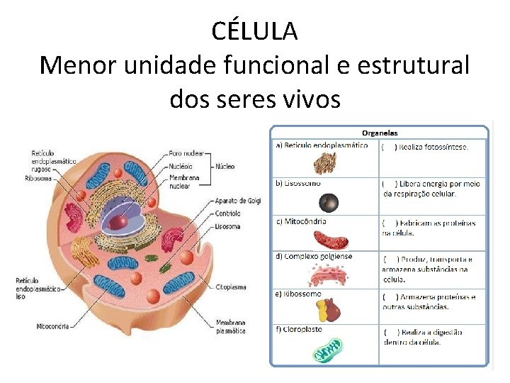 CÉLULA Menor unidade funcional e estrutural dos seres vivos 