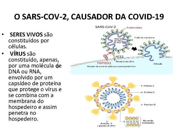 O SARS-COV-2, CAUSADOR DA COVID-19 • SERES VIVOS são constituídos por células. • VÍRUS