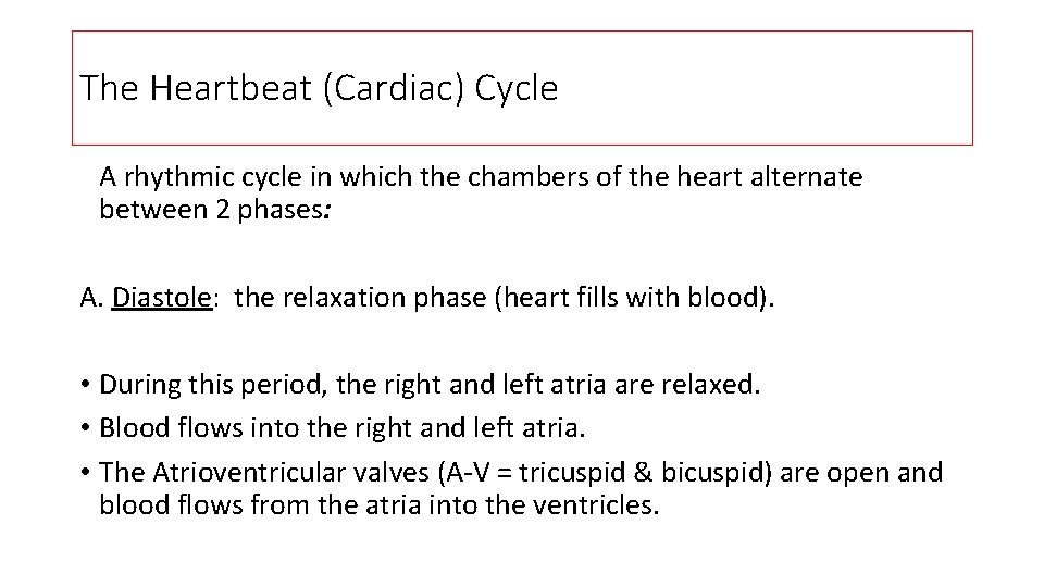 The Heartbeat (Cardiac) Cycle A rhythmic cycle in which the chambers of the heart