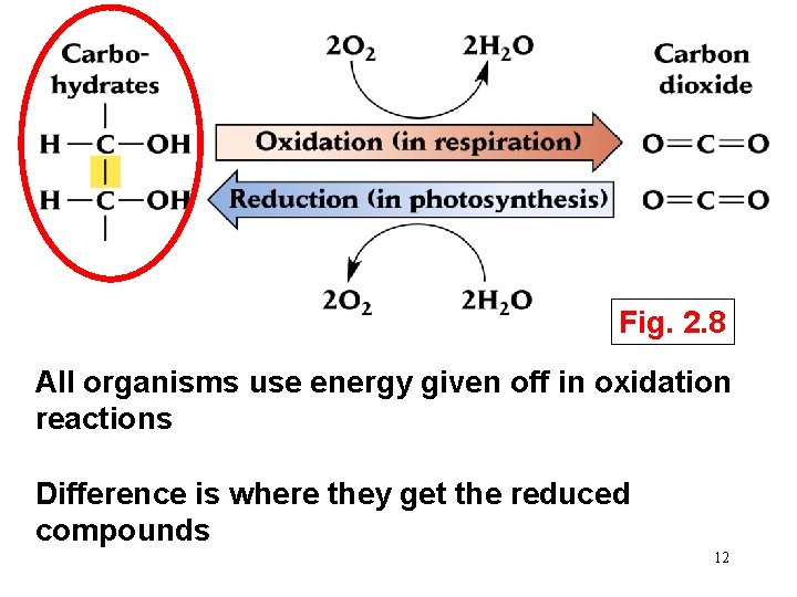 Fig. 2. 8 All organisms use energy given off in oxidation reactions Difference is