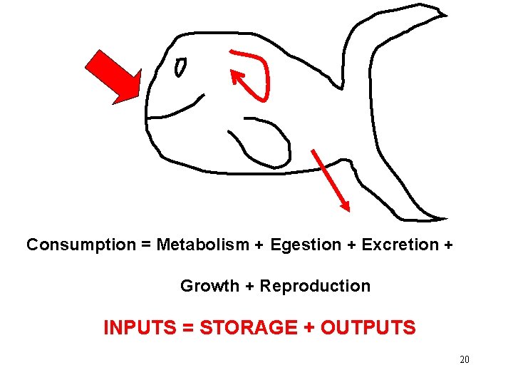 Consumption = Metabolism + Egestion + Excretion + Growth + Reproduction INPUTS = STORAGE