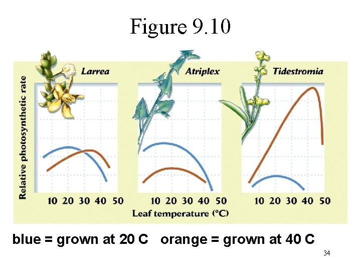 Figure 9. 10 blue = grown at 20 C orange = grown at 40