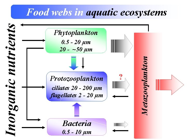Phytoplankton 0. 5 - 20 µm 20 - ~50 µm Protozooplankton ciliates 20 -