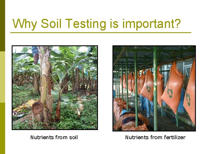 Why Soil Testing is important? Nutrients from soil Nutrients from fertilizer 