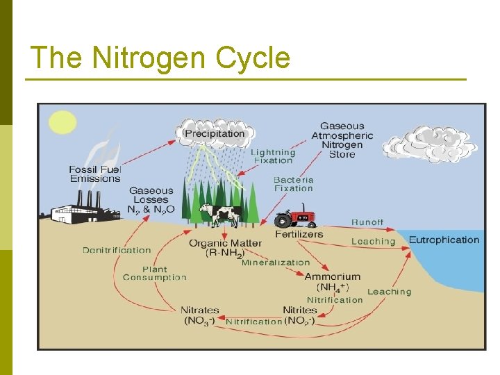The Nitrogen Cycle 