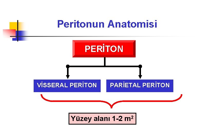 Peritonun Anatomisi PERİTON VİSSERAL PERİTON PARİETAL PERİTON Yüzey alanı 1 -2 m 2 