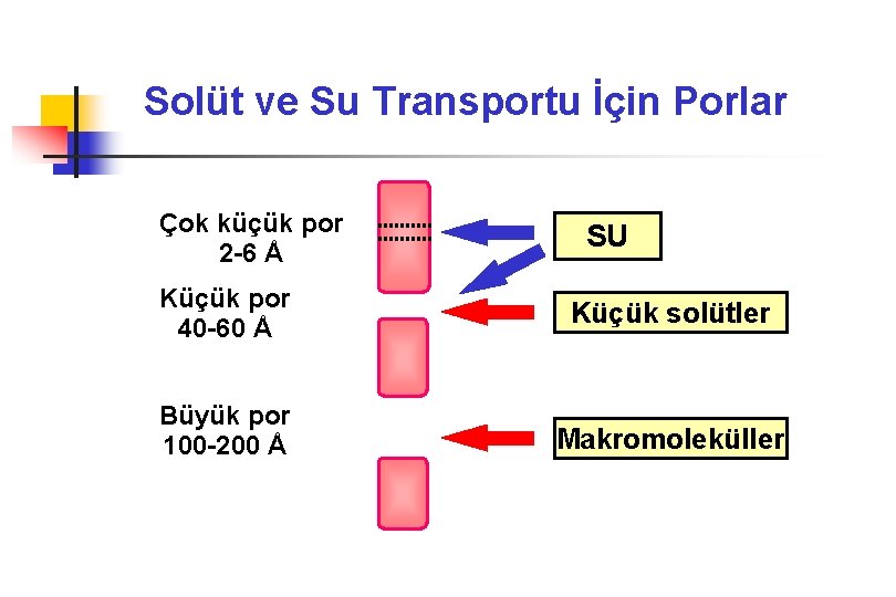 Solüt ve Su Transportu İçin Porlar Çok küçük por 2 -6 Å SU Küçük