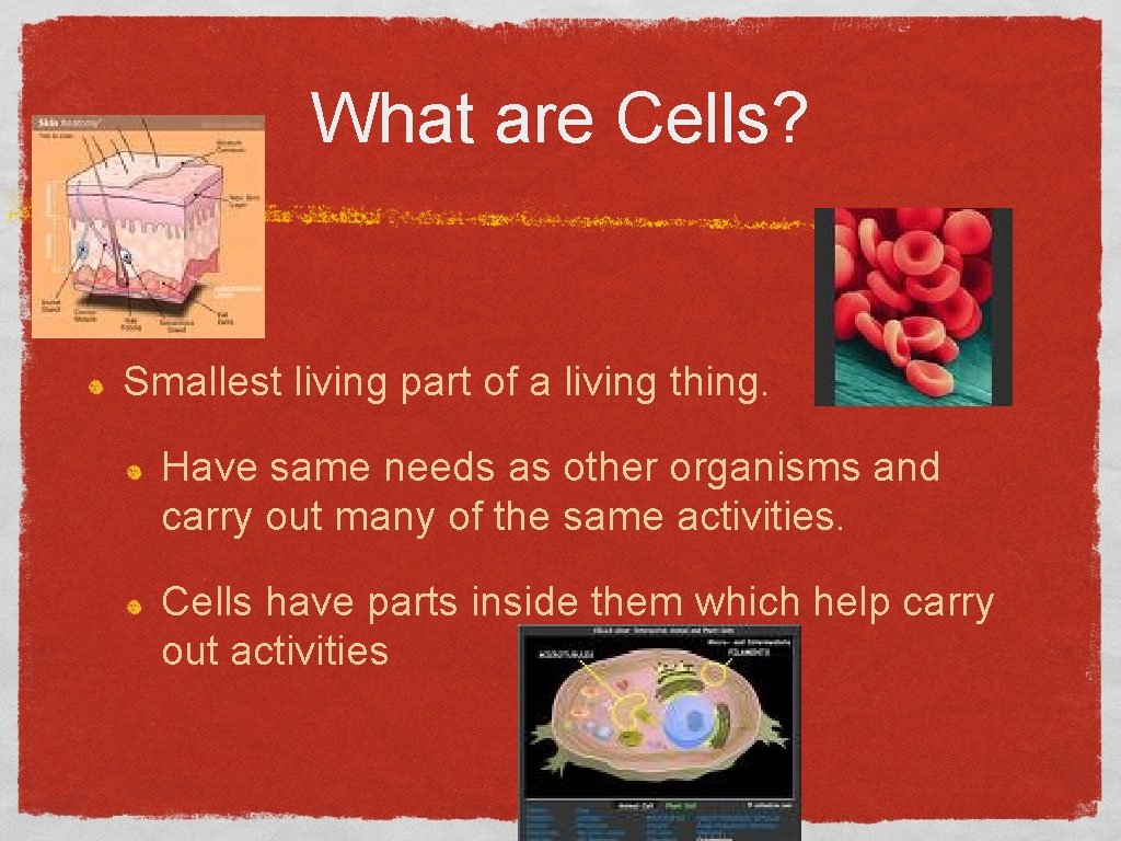 What are Cells? Smallest living part of a living thing. Have same needs as