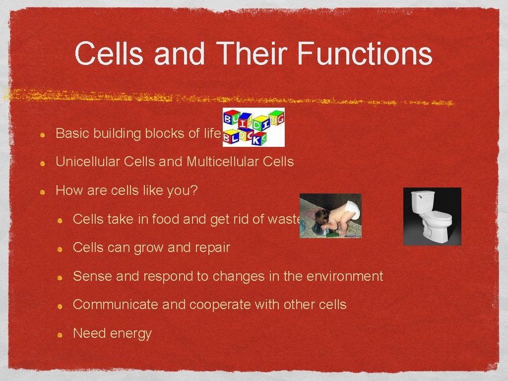 Cells and Their Functions Basic building blocks of life Unicellular Cells and Multicellular Cells