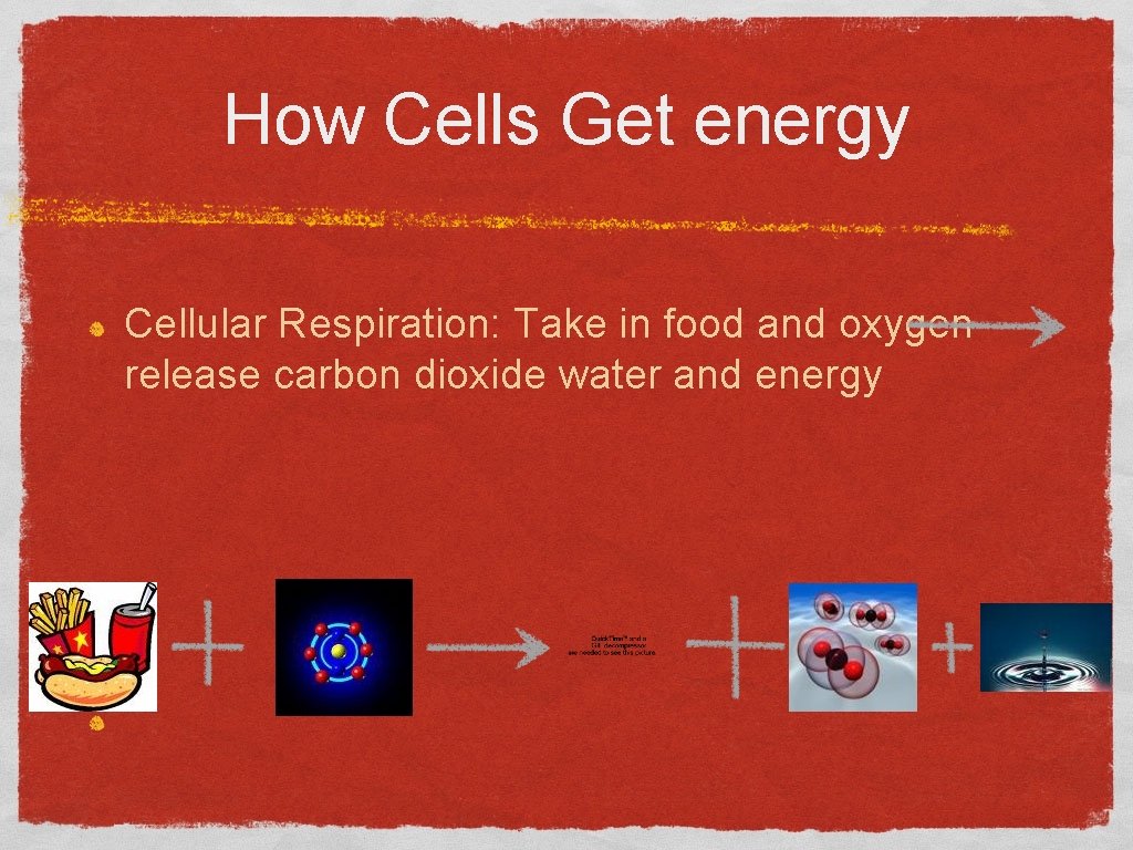 How Cells Get energy Cellular Respiration: Take in food and oxygen release carbon dioxide