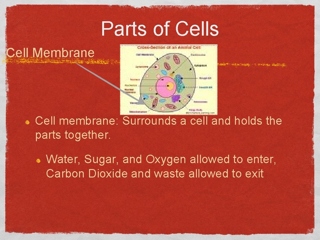 Parts of Cells Cell Membrane Cell membrane: Surrounds a cell and holds the parts
