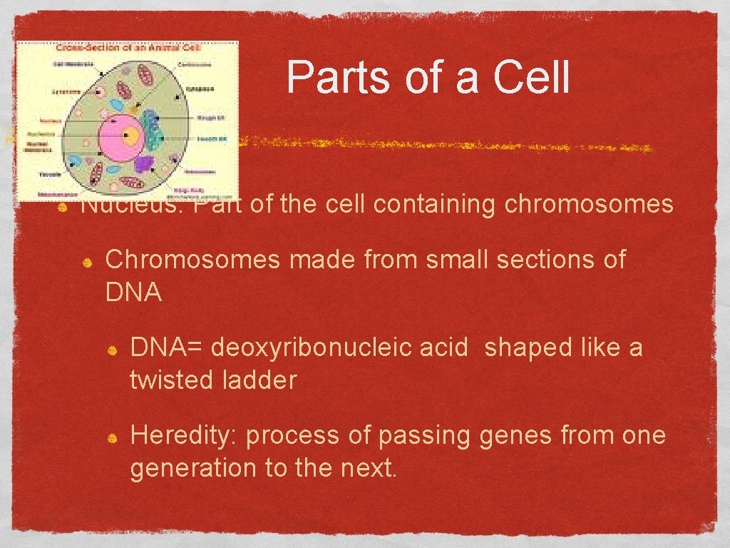 Parts of a Cell Nucleus: Part of the cell containing chromosomes Chromosomes made from