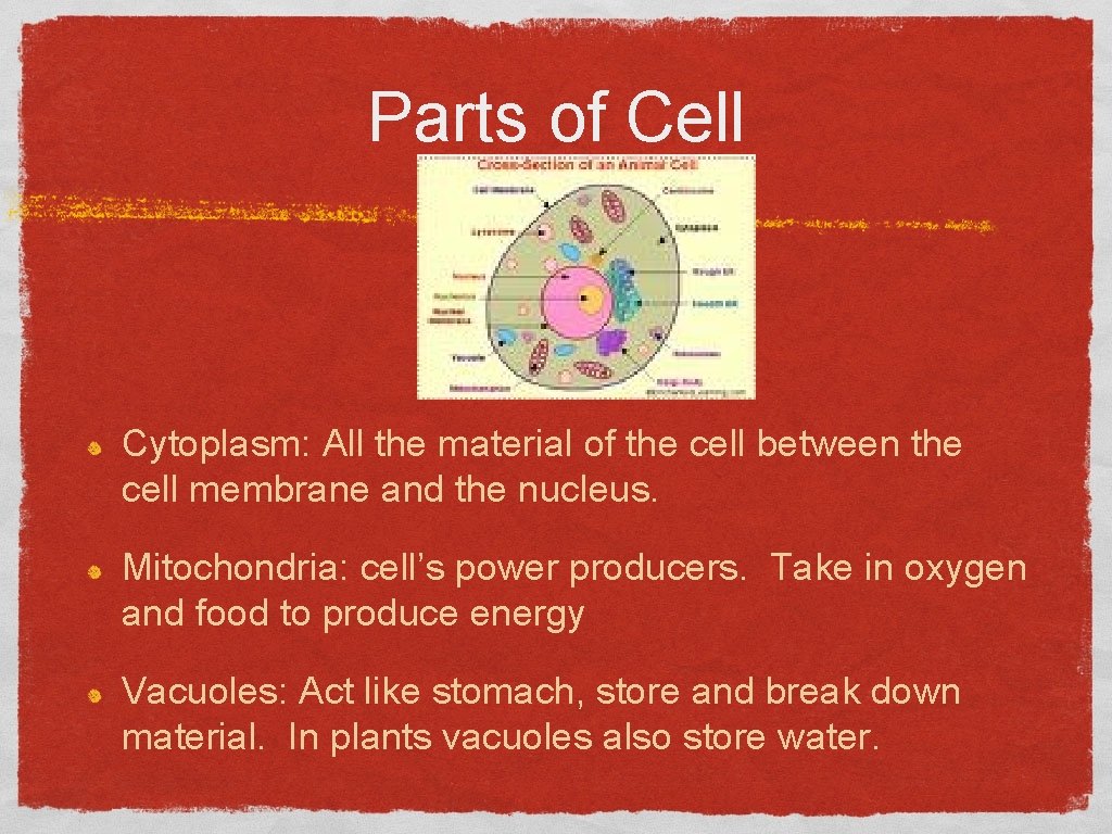 Parts of Cell Cytoplasm: All the material of the cell between the cell membrane