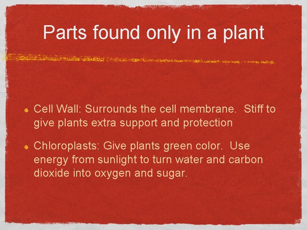 Parts found only in a plant Cell Wall: Surrounds the cell membrane. Stiff to