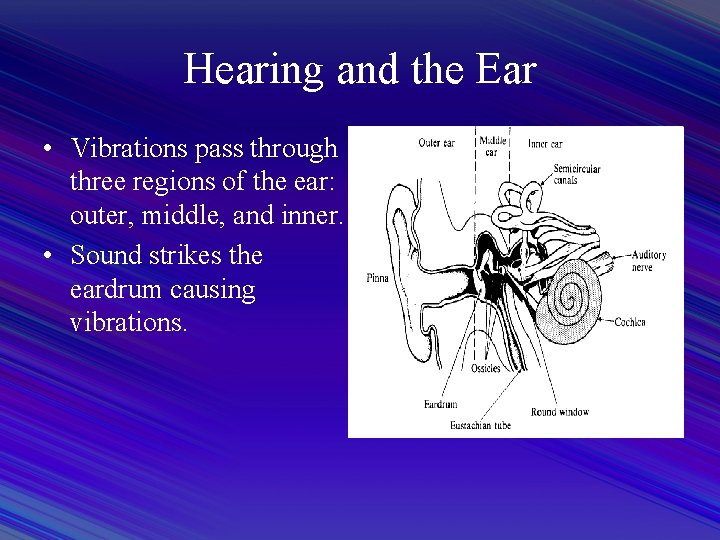 Hearing and the Ear • Vibrations pass through three regions of the ear: outer,