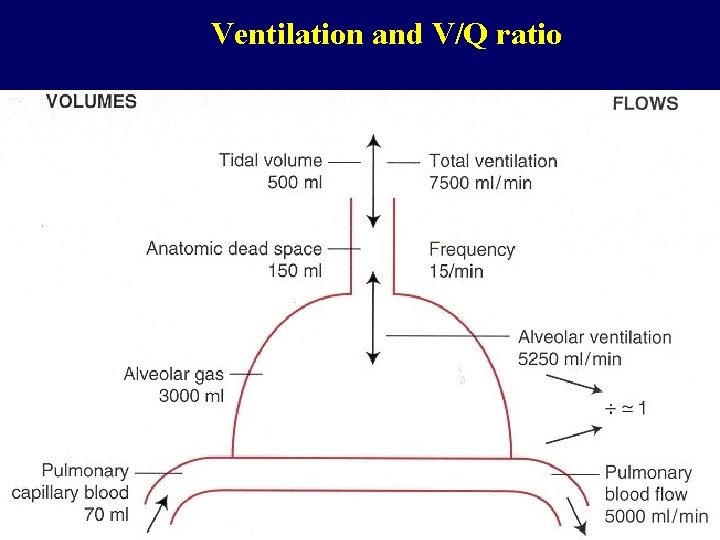 Ventilation and V/Q ratio 