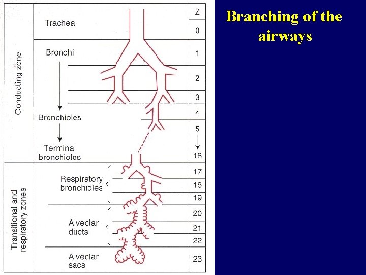 Branching of the airways 