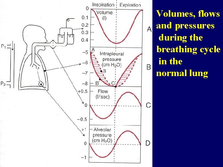 Volumes, flows and pressures during the breathing cycle in the normal lung 