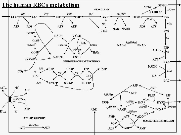 Usda Rbcs RBCs Metabolism Biochemical composition of the RBCs They