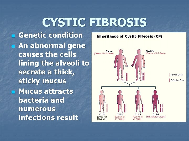 CYSTIC FIBROSIS n n n Genetic condition An abnormal gene causes the cells lining