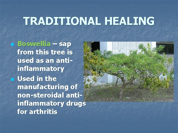 TRADITIONAL HEALING n n Boswellia – sap from this tree is used as an