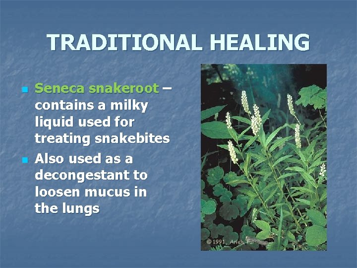 TRADITIONAL HEALING n n Seneca snakeroot – contains a milky liquid used for treating