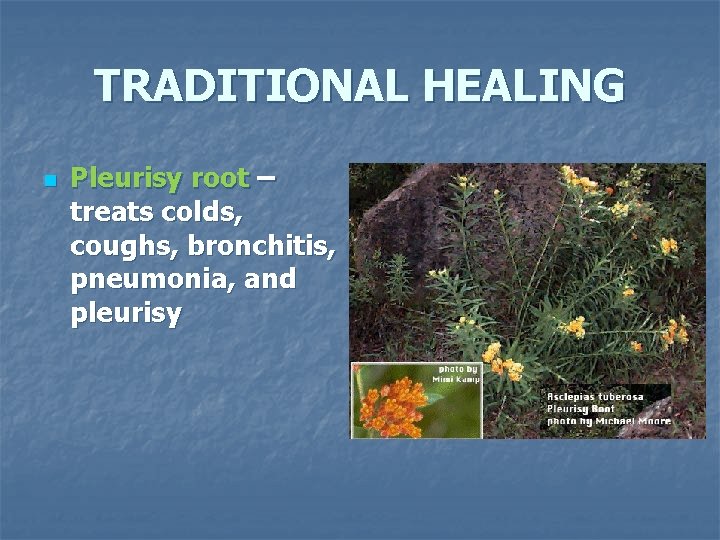TRADITIONAL HEALING n Pleurisy root – treats colds, coughs, bronchitis, pneumonia, and pleurisy 
