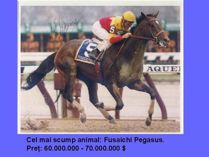 Cel mai scump animal: Fusaichi Pegasus. Preț: 60. 000 - 70. 000 $ 