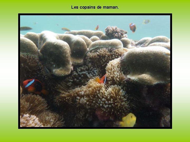 Les copains de maman. 