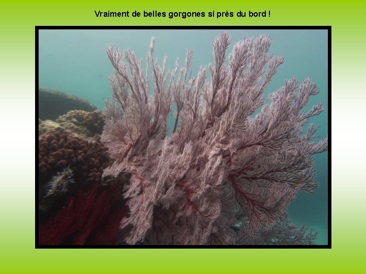 Vraiment de belles gorgones si près du bord ! 