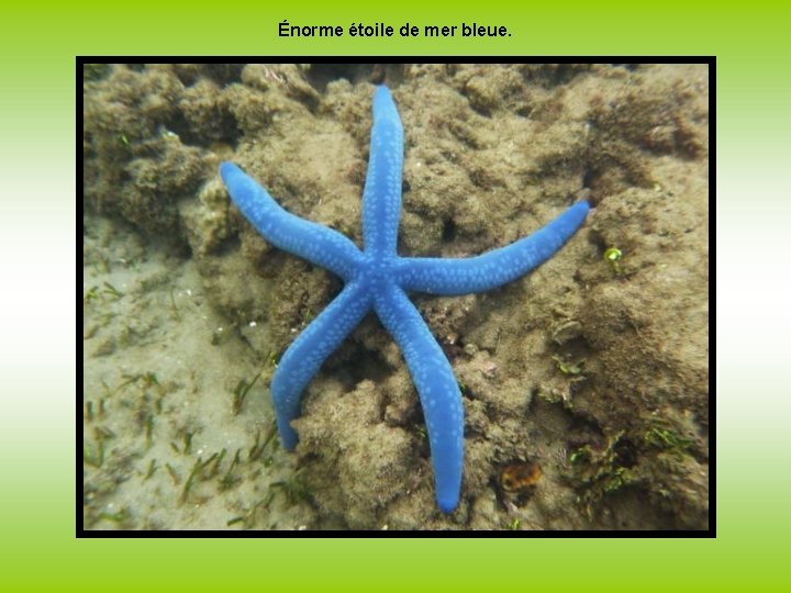 Énorme étoile de mer bleue. 