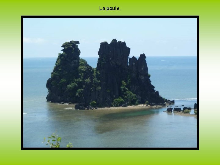 La poule. 