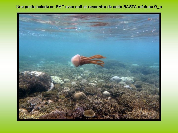 Une petite balade en PMT avec sofi et rencontre de cette RASTA méduse O_o