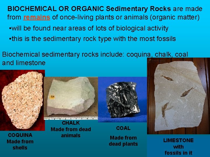 BIOCHEMICAL OR ORGANIC Sedimentary Rocks are made from remains of once-living plants or animals