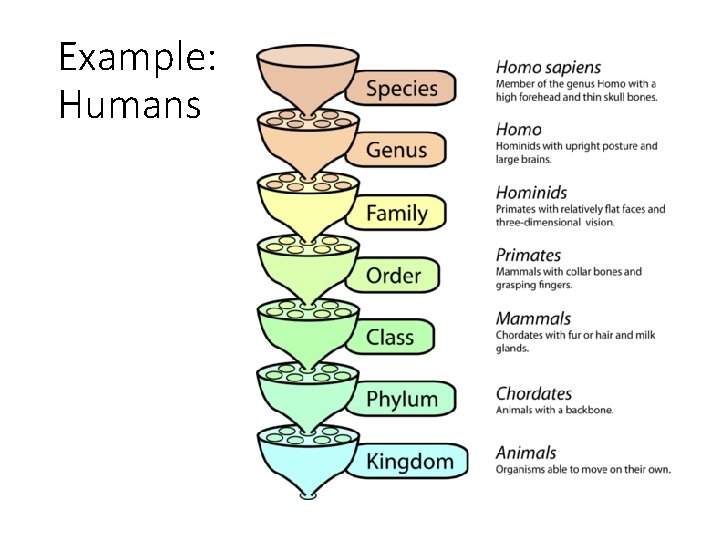 Example: Humans 