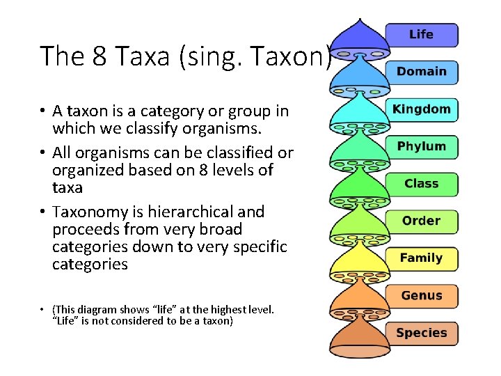 The 8 Taxa (sing. Taxon) • A taxon is a category or group in