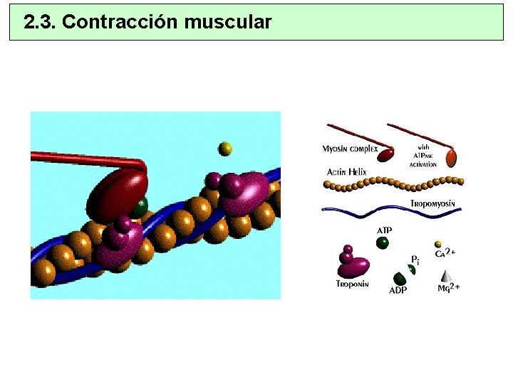 2. 3. Contracción muscular 