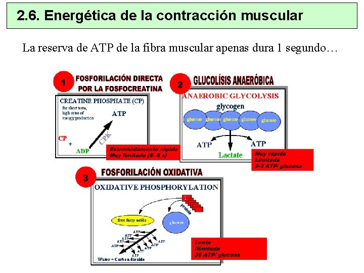 2. 6. Energética de la contracción muscular La reserva de ATP de la fibra