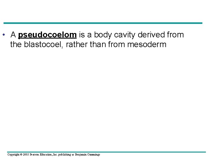  • A pseudocoelom is a body cavity derived from the blastocoel, rather than