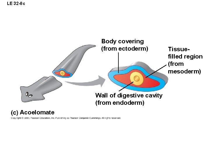 LE 32 -8 c Body covering (from ectoderm) Wall of digestive cavity (from endoderm)