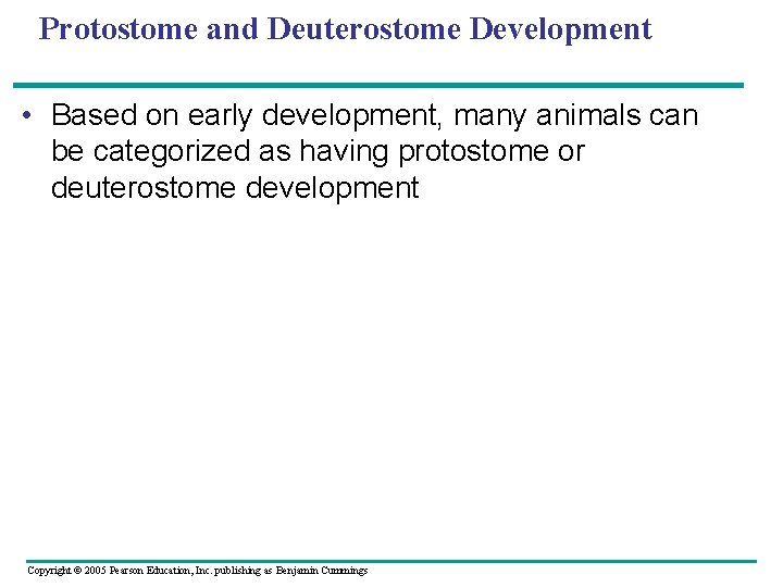 Protostome and Deuterostome Development • Based on early development, many animals can be categorized