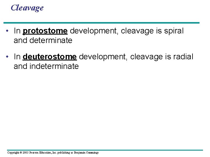 Cleavage • In protostome development, cleavage is spiral and determinate • In deuterostome development,